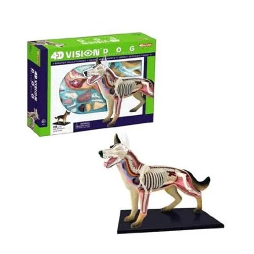 4d vision dog anatomy model