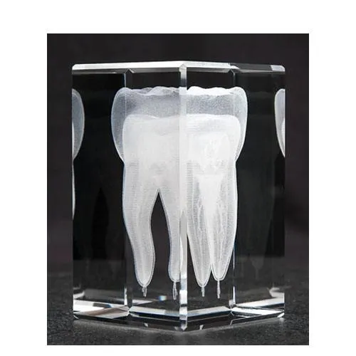 anatomy crystal tooth model