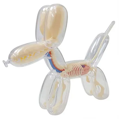 balloon dog anatomy statue