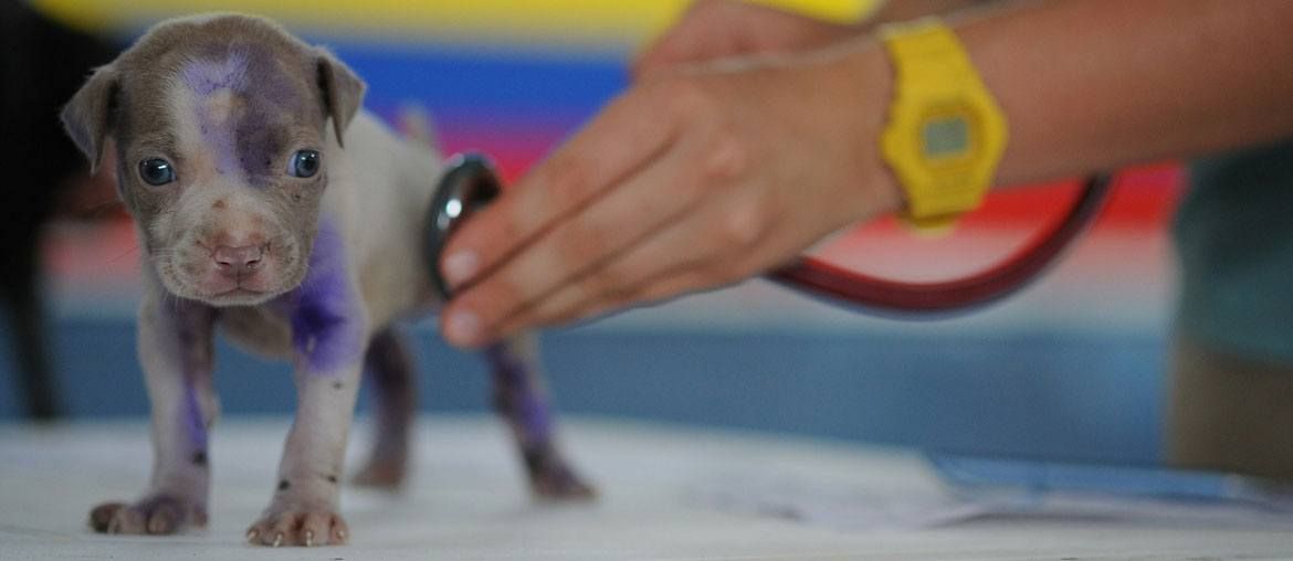 25 Best Veterinary Technician Gifts For Vet Techs