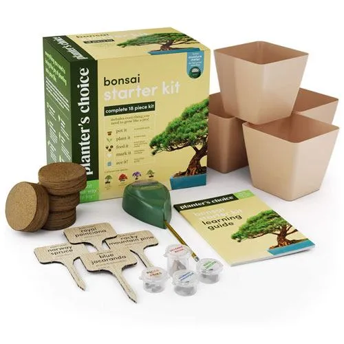 bonsai tree starter kit