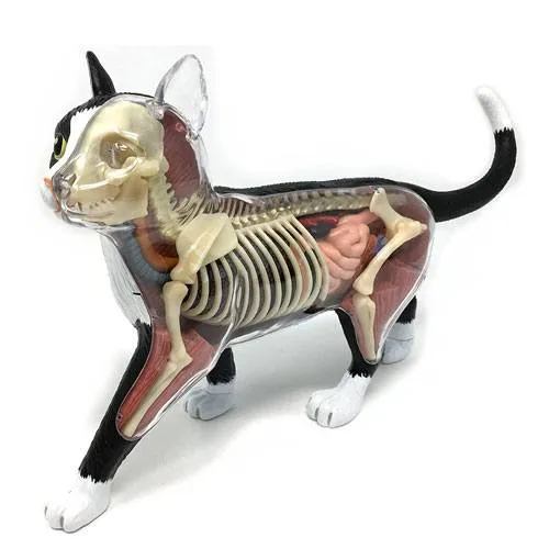 cat anatomy model artwork