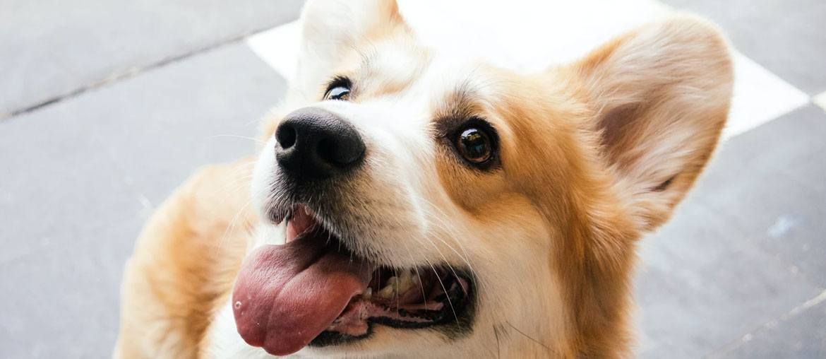 29 Cute Welsh Corgi Gifts For Corgi Lovers & Owners