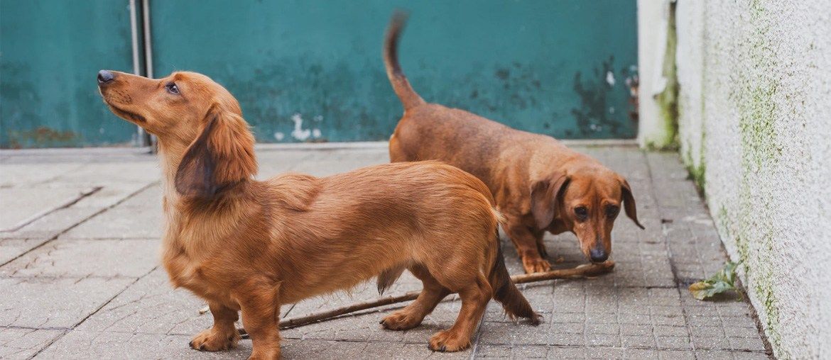 30 Dachshund Gifts For Your Favorite Dog Lover