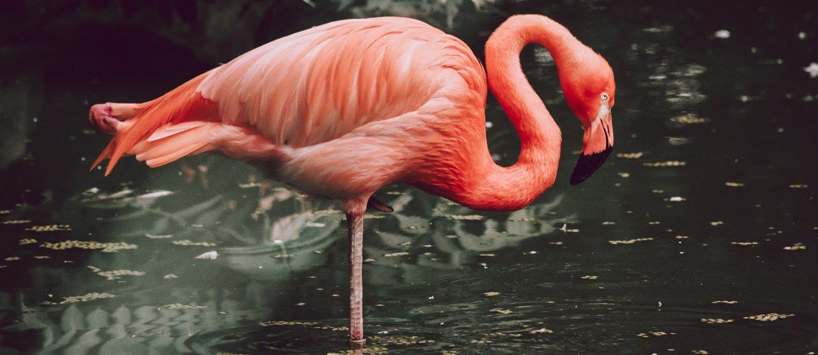 30 Flamingo Gifts To Surprise Any Flamingo Lover