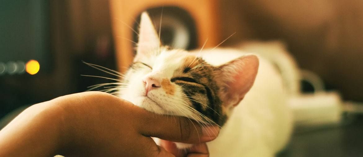 30 Best Gifts For Cat Lovers & Cat People