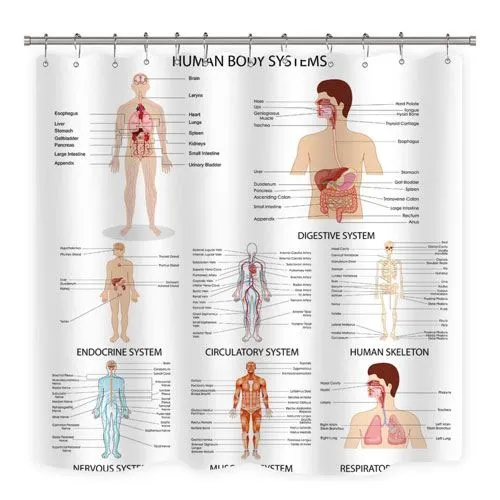 human organ shower curtain