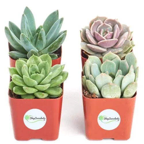 mini office desk succulents