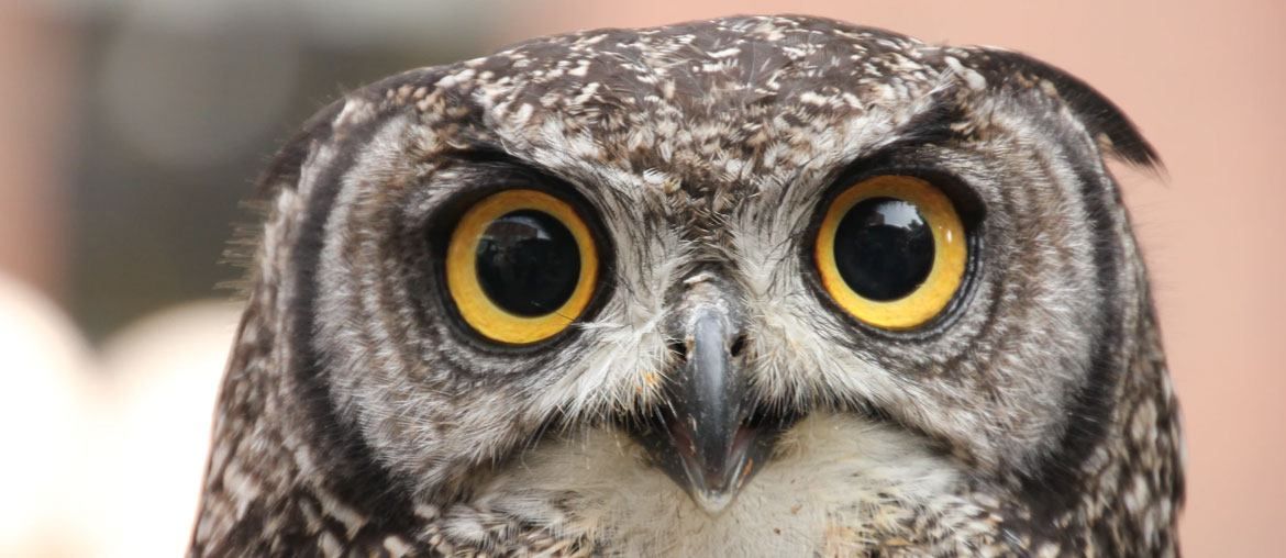 30 Best Owl Gifts For Owl Lovers