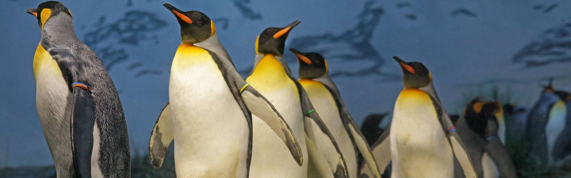 30 Unique Penguin Gifts For Penguin Lovers Of All Ages