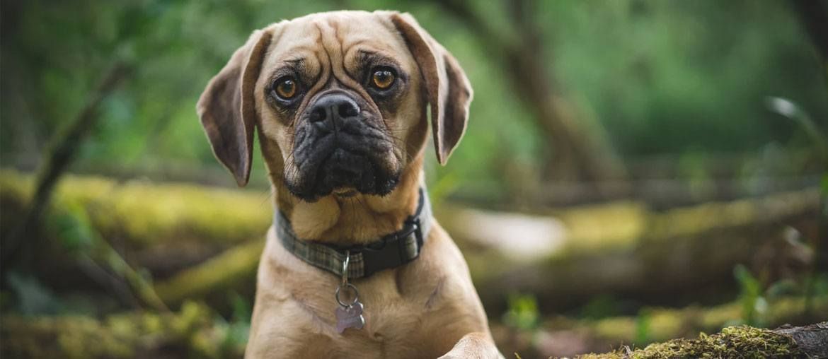 25 Best Gifts For Puggle Owners & Lovers