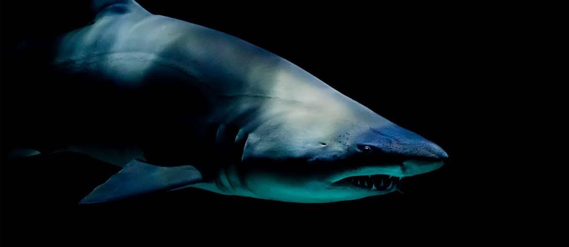 32 Best Shark Gifts For Shark Lovers