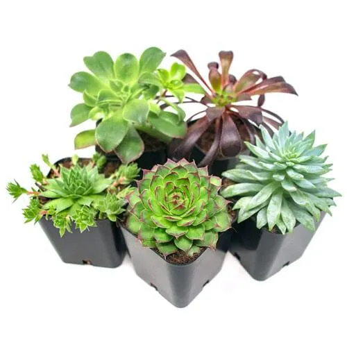 succulents plants set