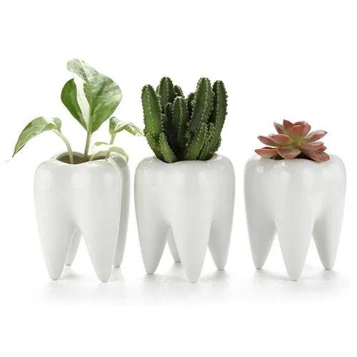 tooth succulent pots