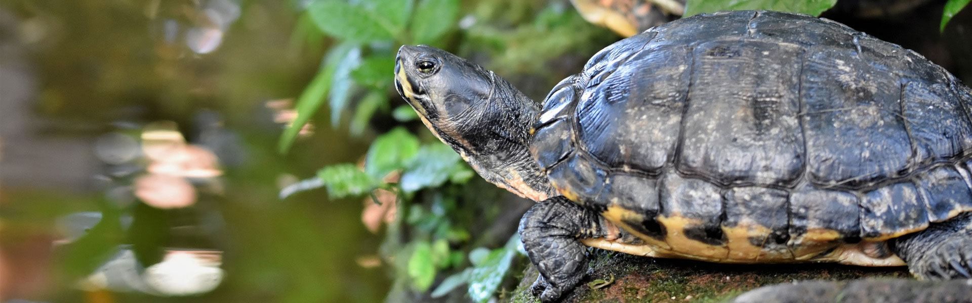 27 Unique Turtle Gifts For Sea Turtle Lovers