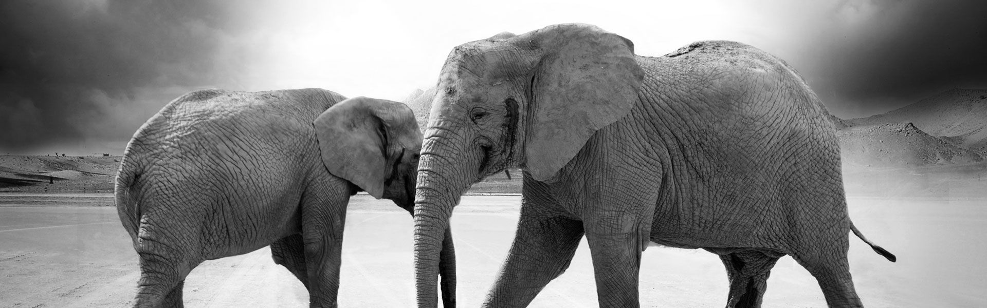 The Best White Elephant Gift Ideas For Any Budget