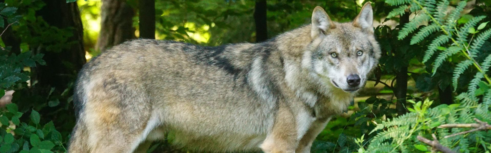 27 Unique Wolf Gifts For Wolf Lovers