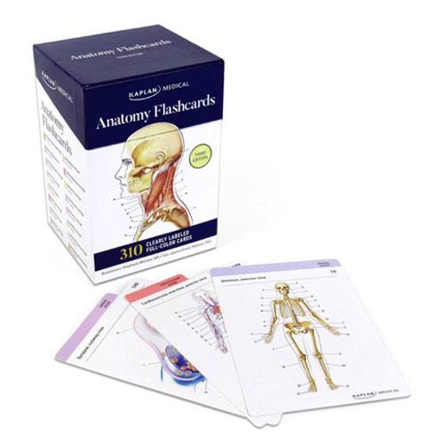 anatomy flashcards gift idea